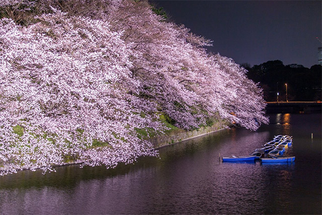 去日本賞櫻沒去「這個公園」看夜櫻機票錢就白花了，夢幻壯麗的景色回國後都還在想念啊！