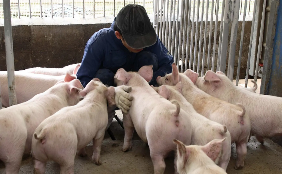 台灣努力22年「口蹄疫非疫區」資格到手　拔針成功將讓台灣豬重返國際