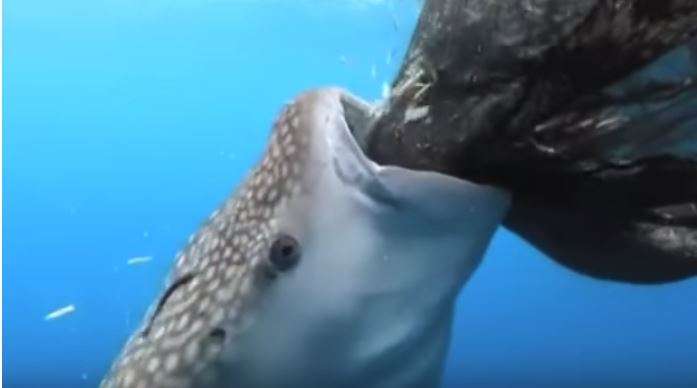 海中自助餐？鯨鯊機智發現「捕魚網有洞」立刻狂吸　「趁機呷飽飽」模樣超療癒