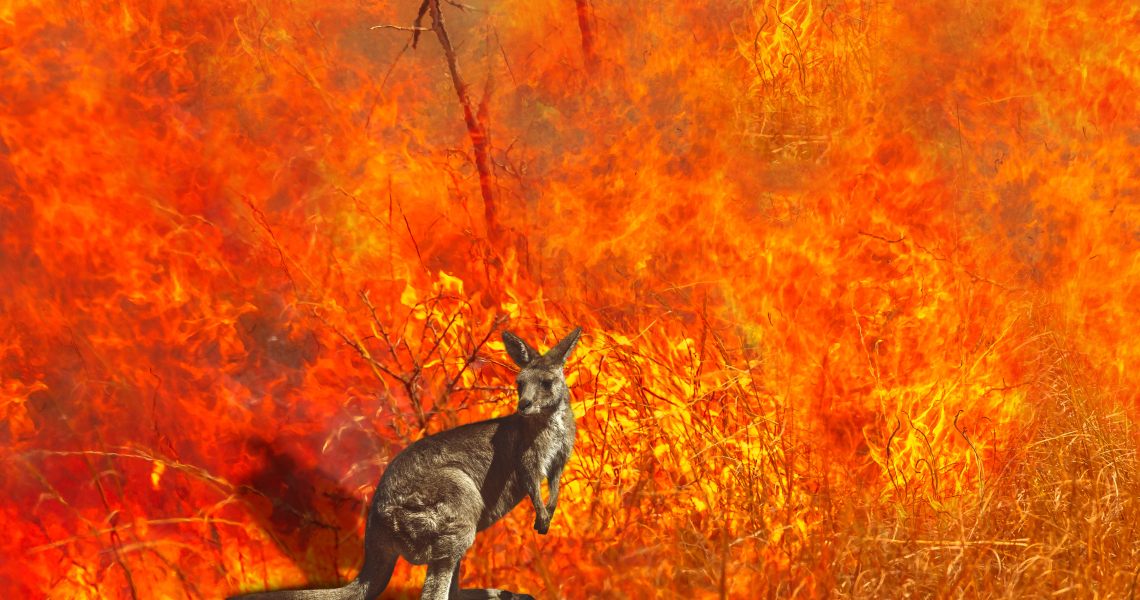 澳洲大火燒4個月！「雷神」霸氣捐3000萬救家鄉　明星歌手也紛紛響應