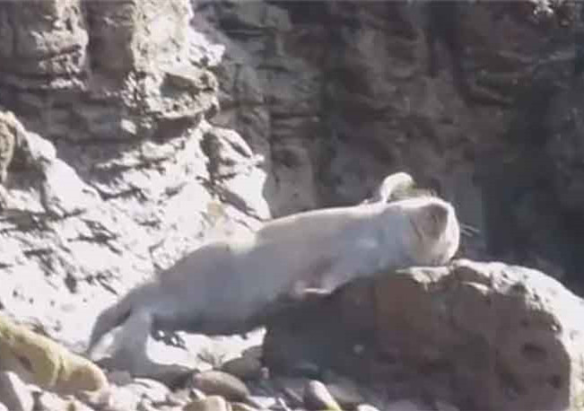 遊客剛好拍下「海豹集體跳崖」的影片，但是查到的真相卻不是剛好…害死牠們的就是那群遊客！