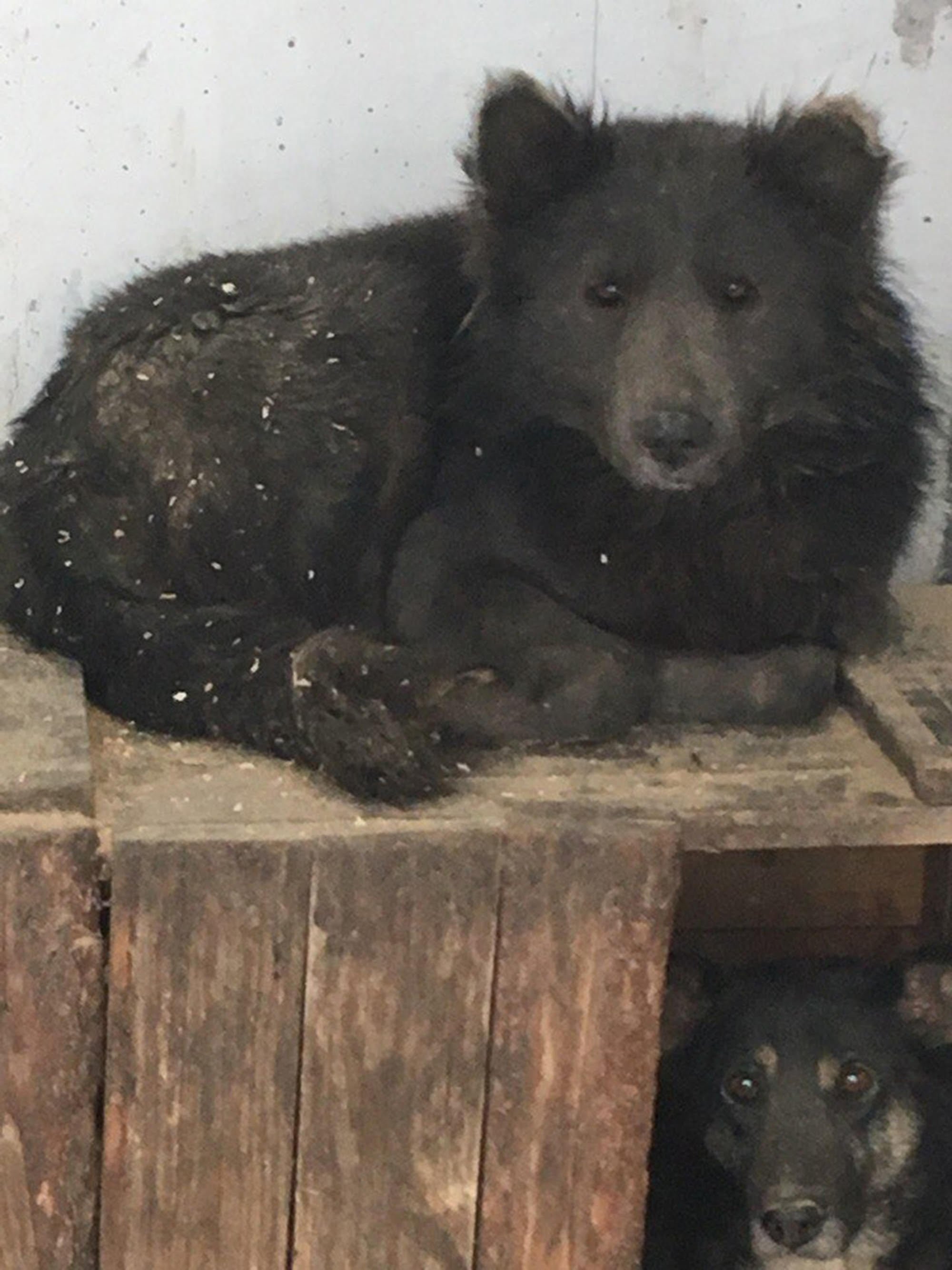 他們在俄羅斯森林發現一隻「熊頭狗身」的奇怪生物，馬上抓回去關起來請專家調查真相