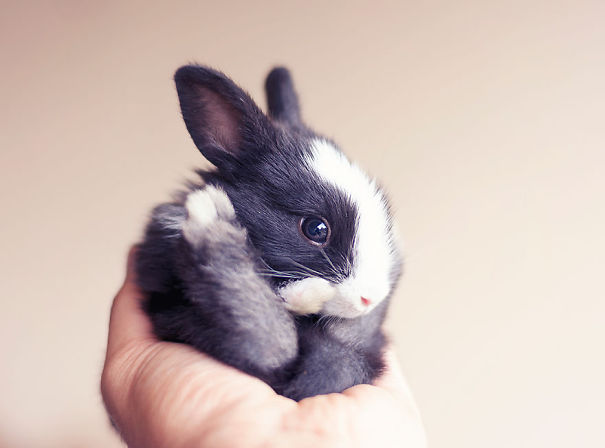 為什麼那麼多人喜歡兔子？20張萌照證明「因為小兔兔是全世界最可愛的毛茸茸生物啊」！