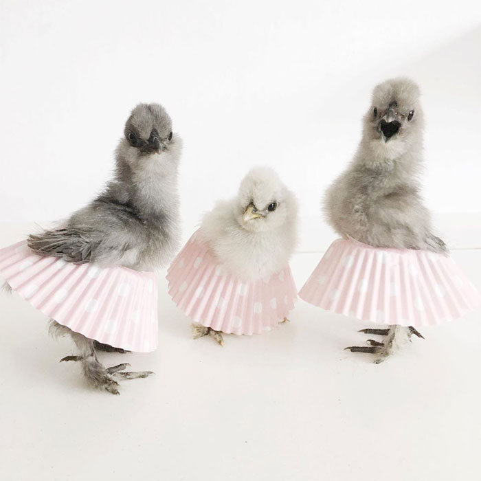 偶們也可以駕馭時尚～　24張「懂Fashion的雞媽媽、雞寶寶」穿短裙照