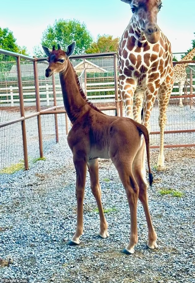 可能是全球唯一！美國動物園誕生超罕見「純色長頸鹿」　園方求命名