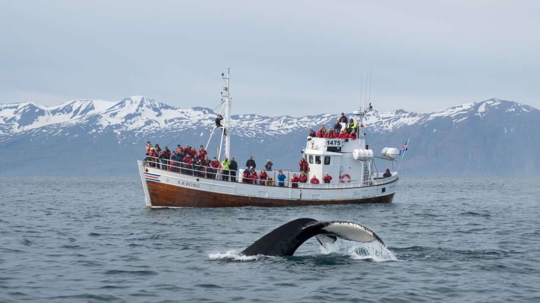 鯨肉需求大大降低！　冰島2024年起將「永久禁止商業捕鯨」