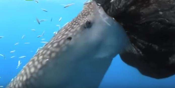 海中自助餐？鯨鯊機智發現「捕魚網有洞」立刻狂吸　「趁機呷飽飽」模樣超療癒