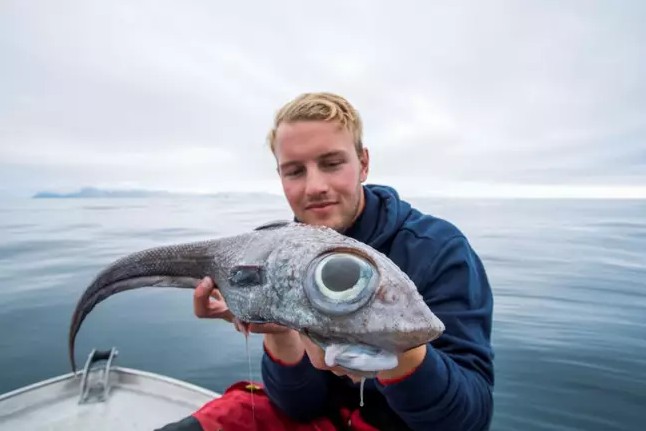 不是地球生物？男子捕獲「深海大眼魚」　近距離照片讓網友驚呼：外星物種