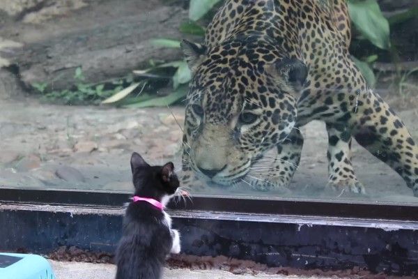 探遠親囉！小浪喵們逛動物園　崇拜看花豹：以後會跟你一樣壯嗎？