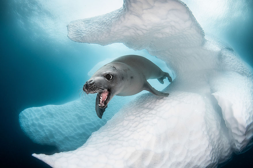 78國參賽者踴躍投稿！　「2019 海洋藝術水下攝影」超多絕美得獎作品