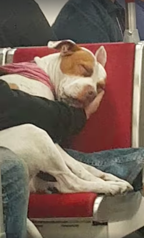 地鐵最美畫面！狗狗累了想睡覺　暖心主人用手托下巴：我是你的依靠