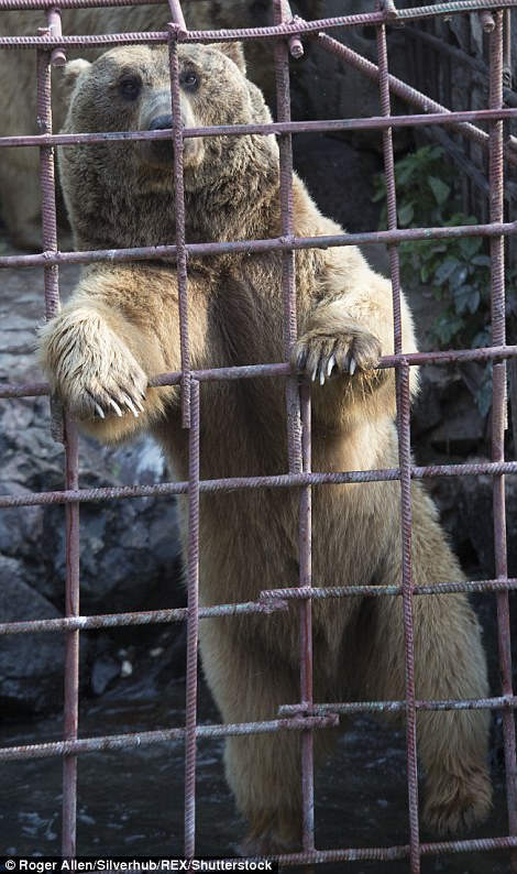 超扯餐廳把棕熊關在籠子裡挨餓「看客人吃飯」，牠們被逼向客人乞求剩飯還覺得很好笑！