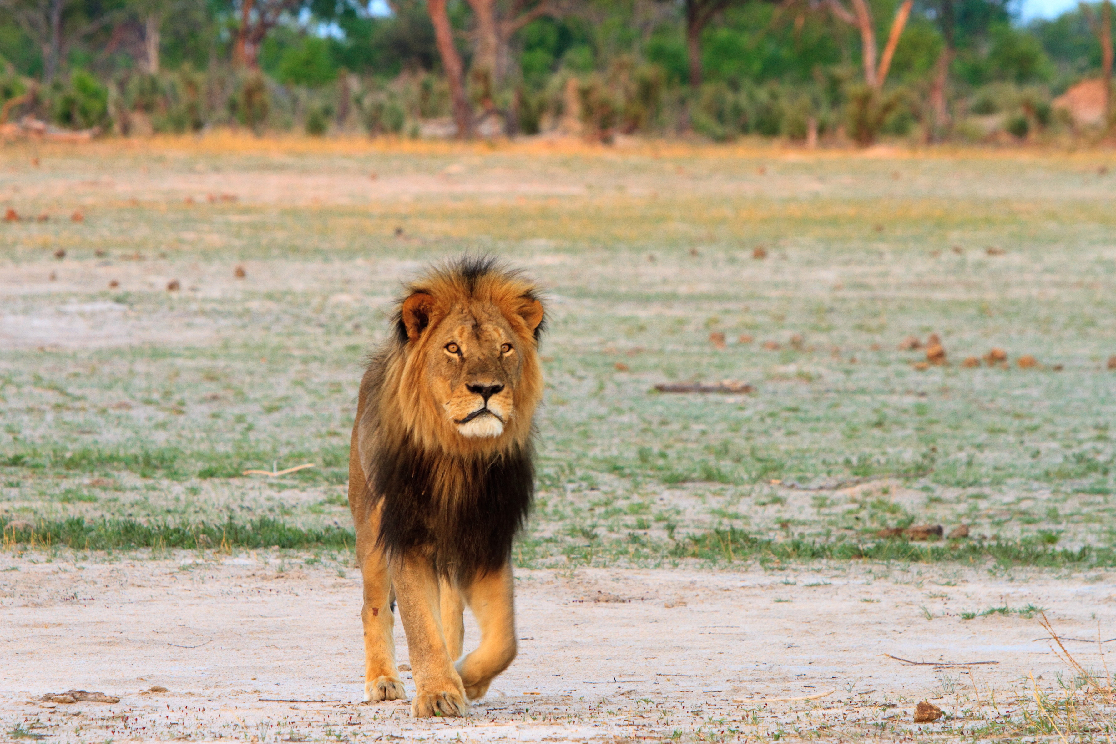 非洲明星獅王死在獵人的槍下引起公憤，2年後的今天「才剛當父親不久的兒子」同樣遭到獵殺！