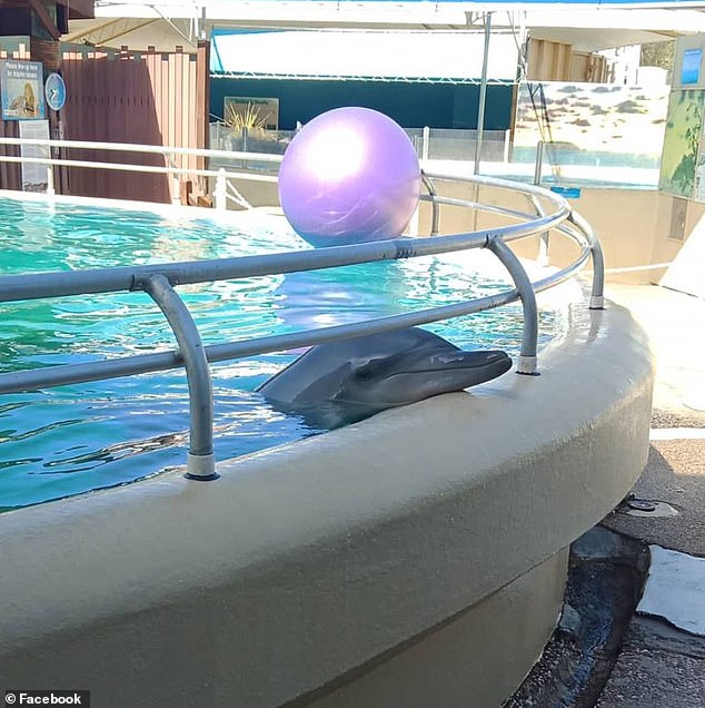 不是為了娛樂人類！　澳新立法「禁止海豚表演」：拒絕再進口海豚圈養