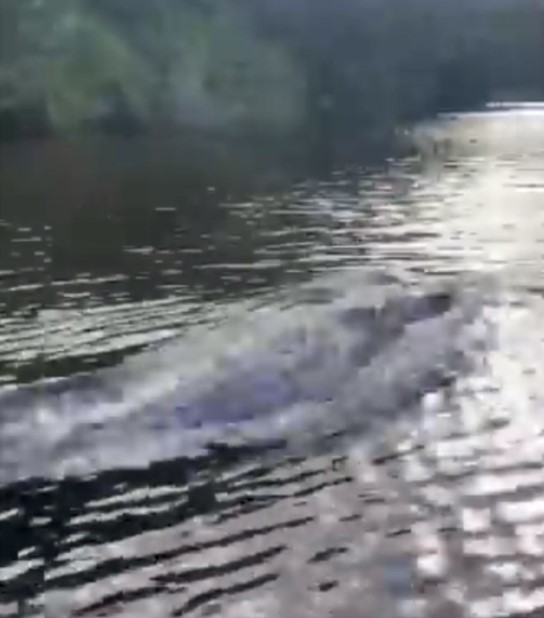 水行俠附身！　4.5公尺鱷魚「跟快艇尬車」　游速超快太驚嚇：是有裝馬達？
