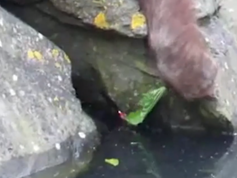 小鳥寶寶溺水！　超暖紅毛猩猩出手拯救　奇觀一幕全被鏡頭拍下
