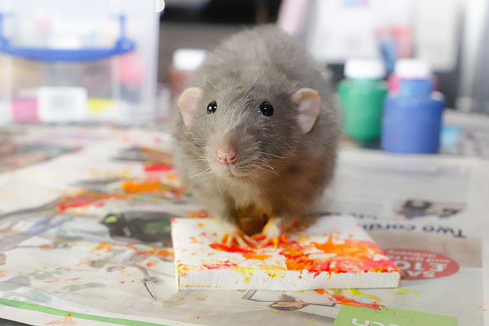 小掌印拍出「印象派畫作」　超療癒「鼠鼠藝術家」出售作品全被掃光♡