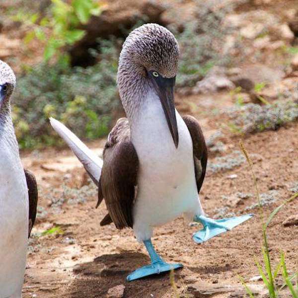 罕見怪鳥有藍色大腳　求偶時會「炫耀腳腳」吸引女朋友