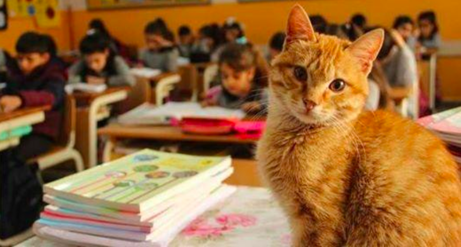 人家也想上學喵～　小橘貓超愛上課「直接闖進教室」　每天都來報到：比學生還認真