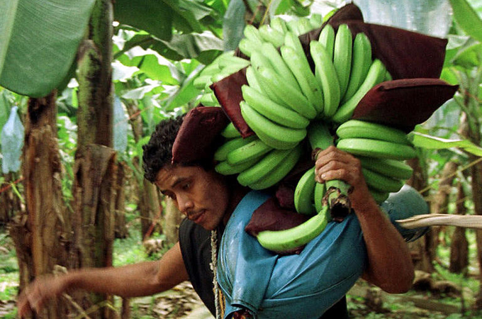 「香蕉恐絕種」未來完全吃不到　專家曝：香蕉出口國發現黃葉問題