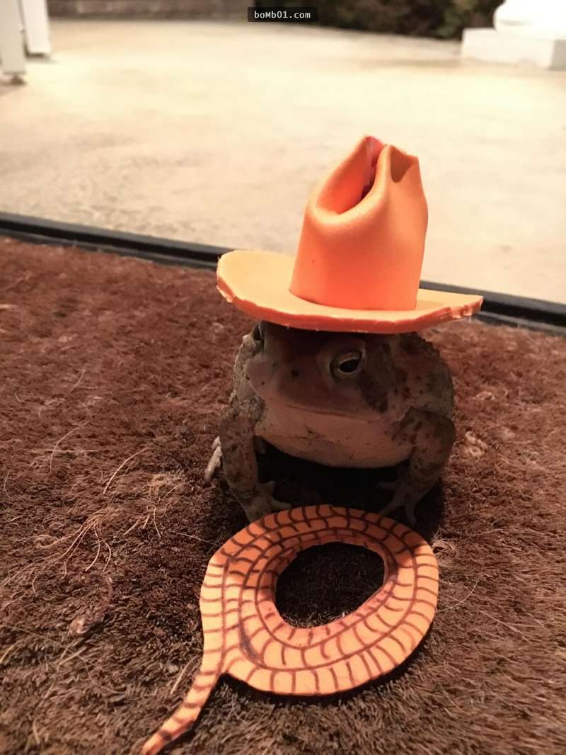 這隻蟾蜍每天晚上都會跑到他家的門廊，所以他決定做「時尚迷你帽」給牠百變穿搭！