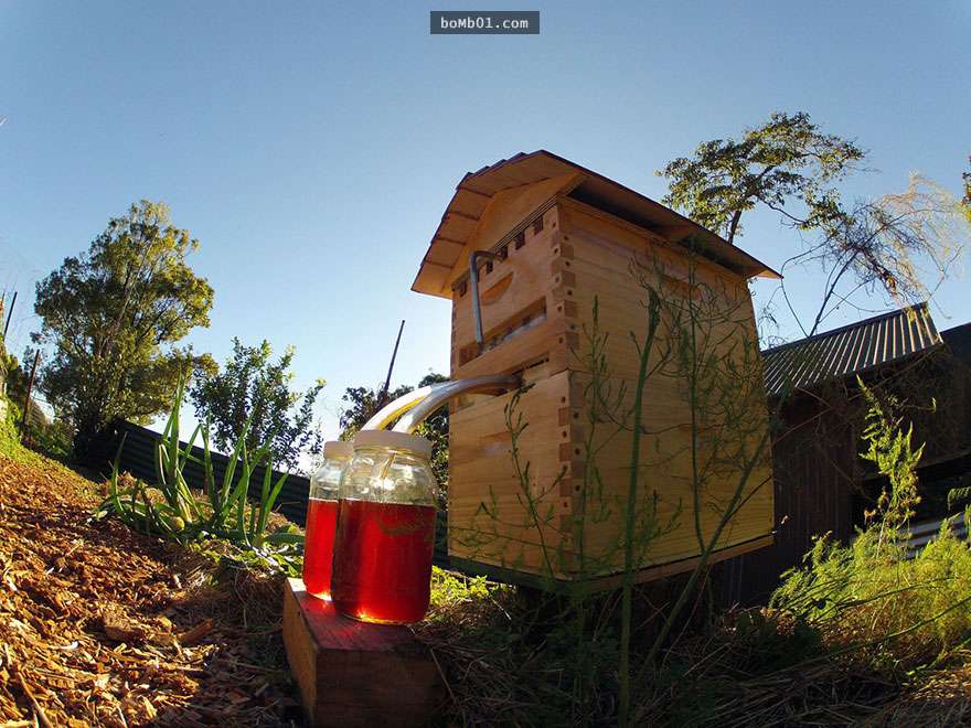 這對父子製作了一個創新的改良蜂箱，讓蜜蜂不再受到干擾也能為養蜂人產蜜…你一定會對他們的貢獻讚賞有加。