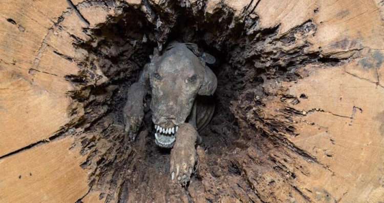 「死亡過程很心酸」的狗狗被困在樹幹裡　50年後才終於被伐木工人發現送進博物館