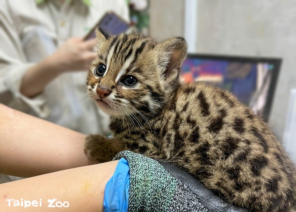 石虎保育再添喜訊！北市動物園龍鳳胎「捲心餅、捲心麵」萌樣曝　未來將野放　