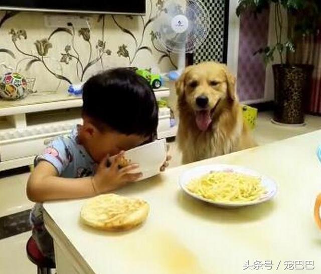 小黃金傻眼聽到小主人說「想吃就拿碗來」，下一秒牠馬上做出的反應讓大家都讚爆！