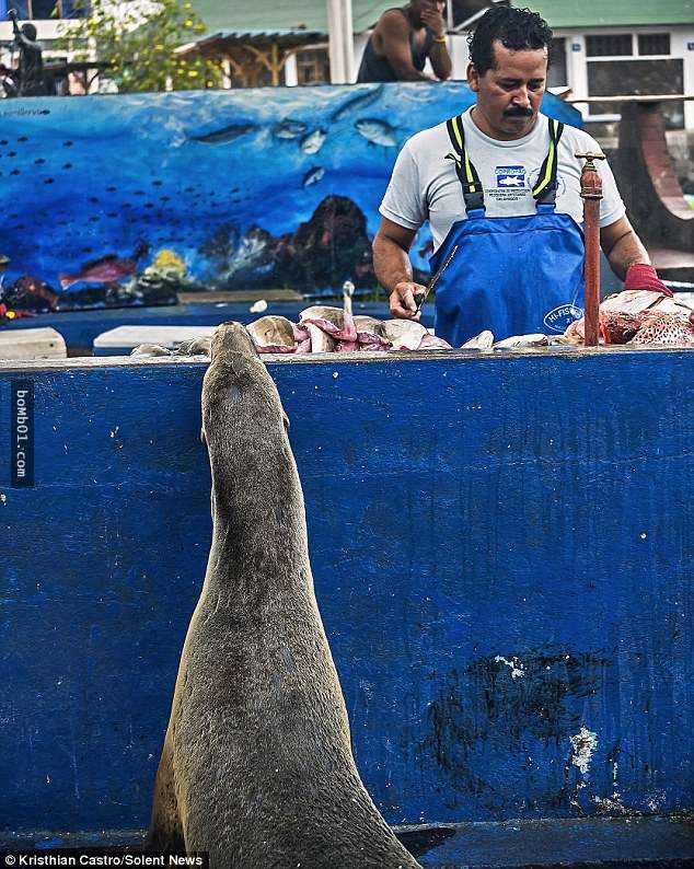 「老闆你這魚有鮮哦～」　海獅上岸到魚攤「自己選肉」當大餐