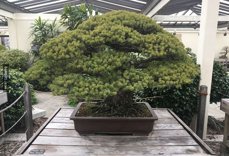 這棵「日本國寶級盆栽」已經活了391年，從廣島原子彈奇蹟活下來後…它現在令人驚嘆！