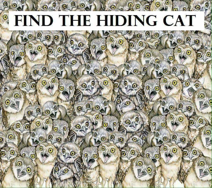 如果你能在「1分鐘內找出圖片裡的貓」就證明IQ有140，99%的人找了10分鐘都崩潰了！