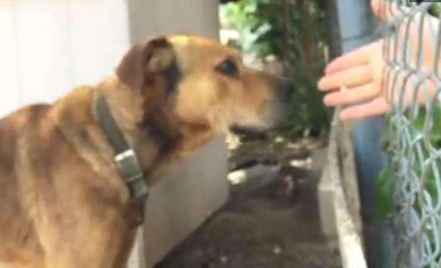 狗狗被綁後院10年　好心女緊急救援：牠第一次散步露出療癒笑容