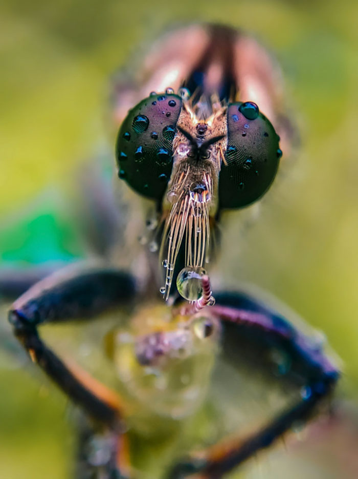 20歲男大生手機就能拍出「微距昆蟲攝影」　唯美照粉絲驚嘆：以為是單眼拍的！