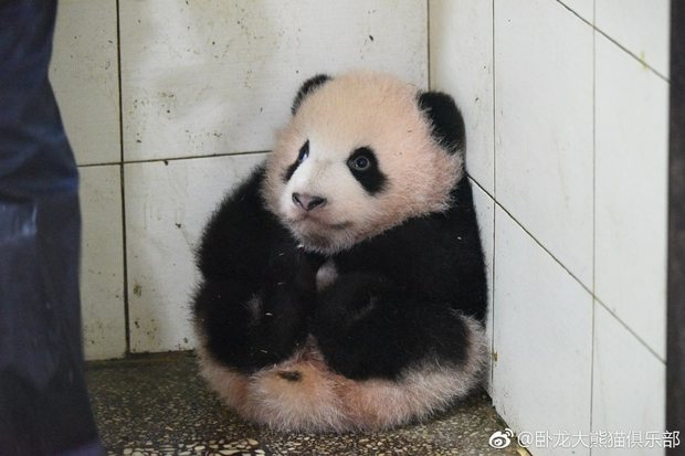 清潔阿姨把熊貓寶寶抱到角落不要牠妨礙打掃，打掃完後轉頭看牠…瞬間笑到岔氣！