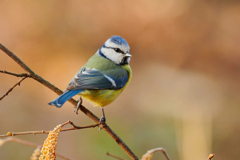 「看鳥」很療癒！　研究稱：每天賞鳥、聽鳥鳴「愉悅感可達8小時」
