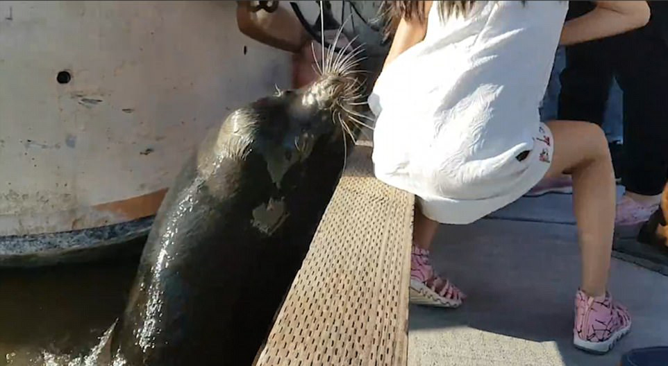 這個小女孩看到海獅想要和牠合照，怎知下一秒「海獅直接躍起把她咬進水裡」！（內有影片）