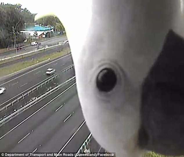 「我有超速嗎？」　測速相機拍到萌炸的「鸚鵡倒吊入鏡」畫面