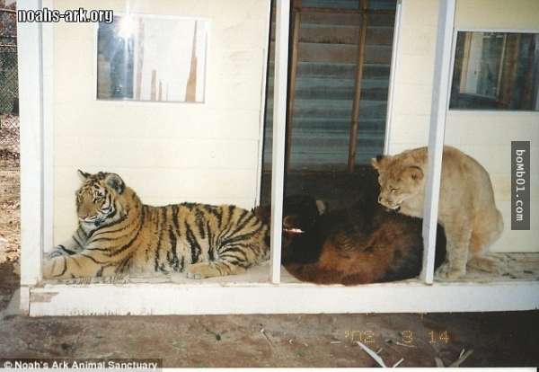 這三隻15年感情的「熊、老虎和獅子」傳出噩耗，其中一隻的離世讓牠們的心都碎了…
