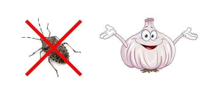 跟昆蟲說掰掰！　10個「實測很有效」的方法　牠們再也不敢闖進你家
