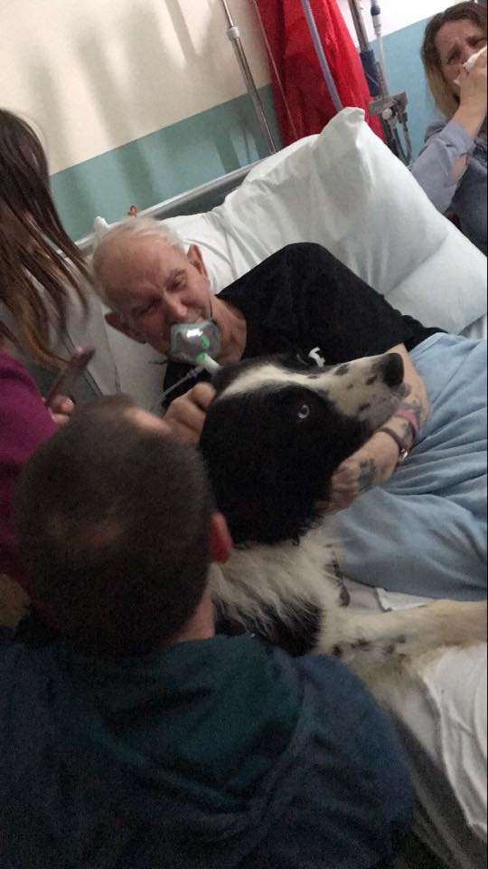 拜託讓我見牠…　醫院破例讓老爺爺跟愛犬見面　最後他帶著笑容離開了
