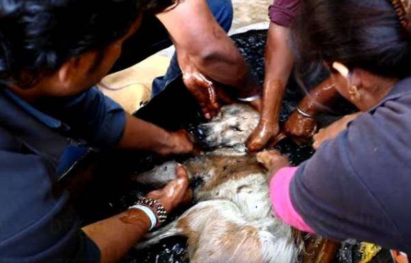 狗狗身陷瀝青桶「臉上只剩絕望」　救援人員花3小時洗淨…牠表情可愛瘋了