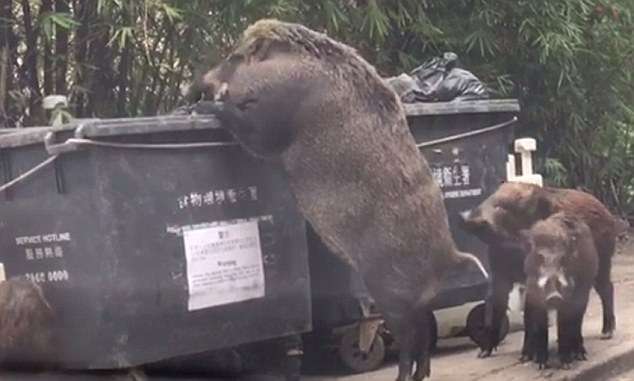 餓到受不了…　野豬媽媽帶孩子闖到市區　趴在垃圾桶找食物讓人超心疼