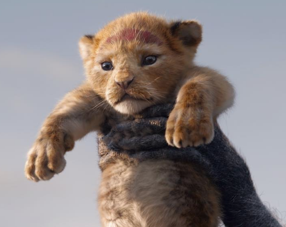 迪士尼在奧斯卡曝光全新畫面！　真人版《獅子王》最新預告片氣勢磅礡