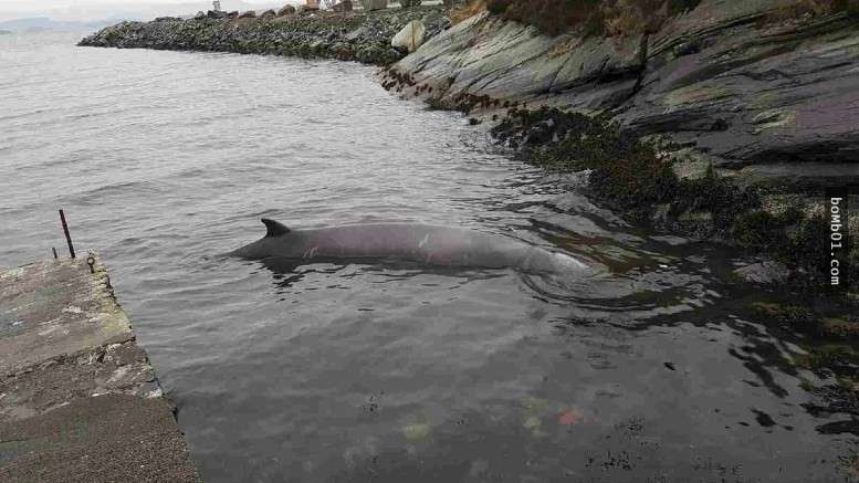 他們發現這隻2000公斤的鯨魚「反覆擱淺」只好將牠安樂死，但解剖後卻發現牠的死因不單純！