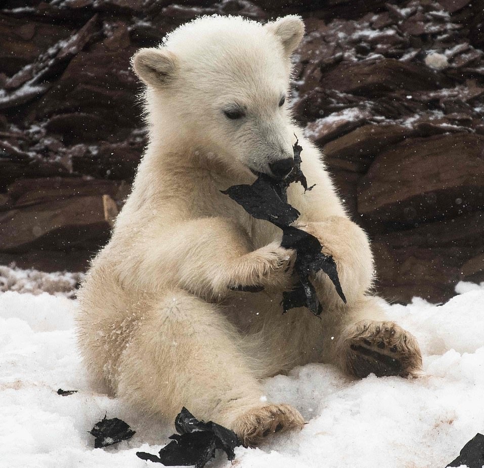 不知是垃圾！2隻北極熊寶寶見「黑色塑膠袋」竟搶食　攝影師心碎：亂丟前請三思！