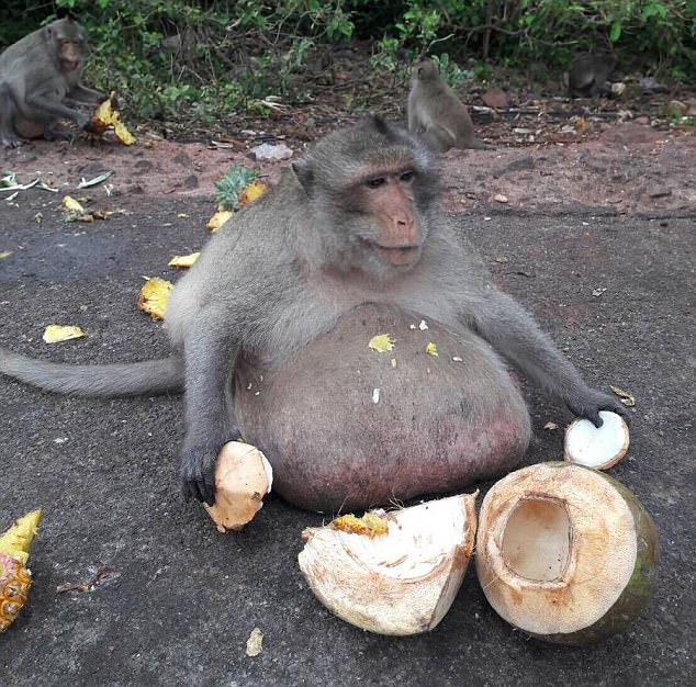 不要再餵牠了！　獼猴胖到肚子像「懶人椅」　人類給什麼牠就吃什麼