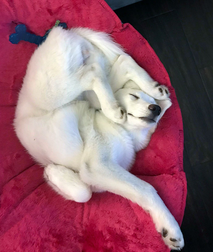 26張「狗狗睡到身體各種歪掉」的搞怪萌照　網笑：牠們還好嗎？
