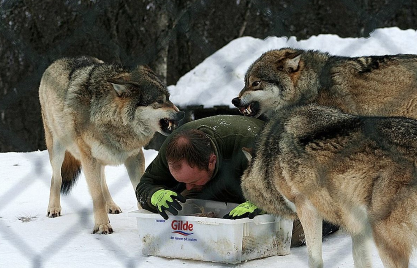 他養狼20年直接變老大　狼群讓他做「開飯動作」證明自己的忠心