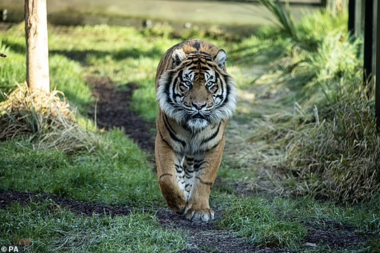 喜迎虎寶！倫敦動物園生出「極罕見老虎」　眾人欣喜：族群終於能延續！
